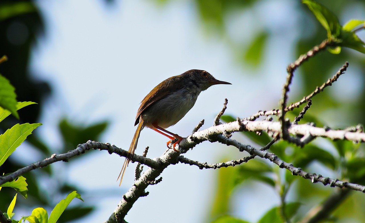 female tailor-bird, wild, bird